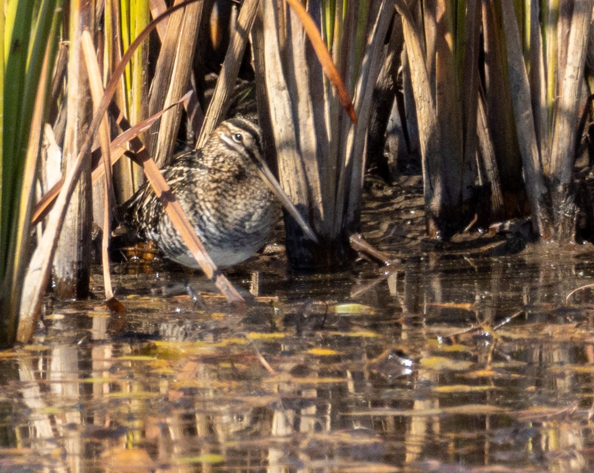 Wilson's Snipe - ML496683341