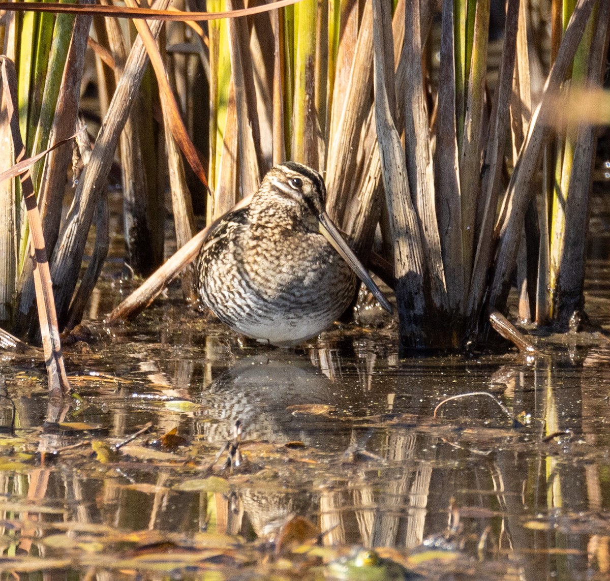 Wilson's Snipe - George Keller