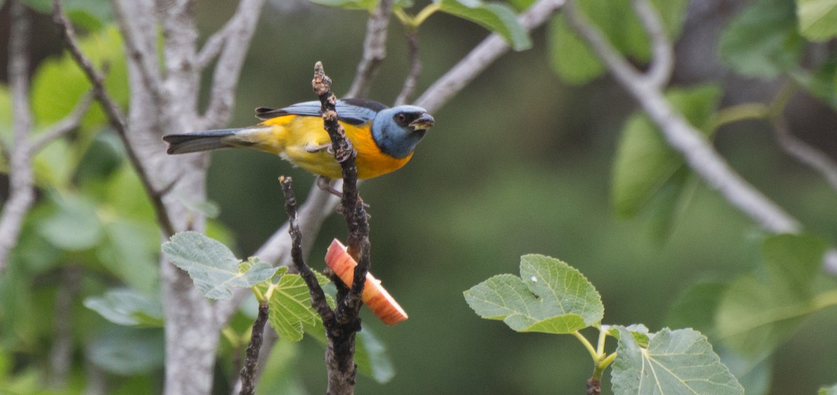 Blue-and-yellow Tanager - ML496683811