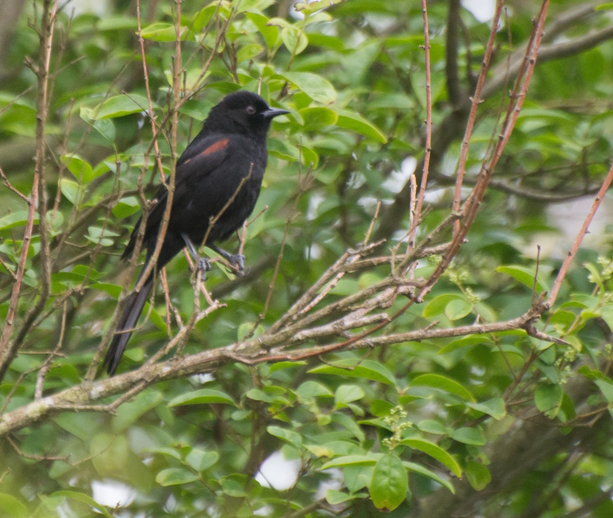 Variable Oriole - Thierry Rabau