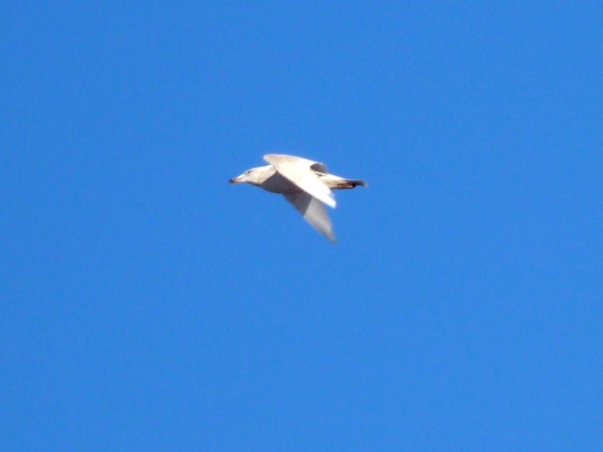 Glaucous Gull - ML496683941