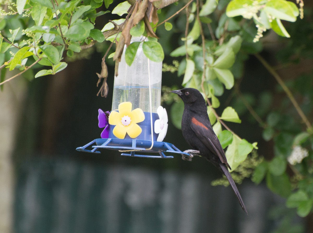 Variable Oriole - Thierry Rabau