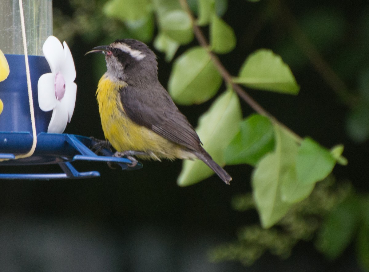 Bananaquit - Thierry Rabau