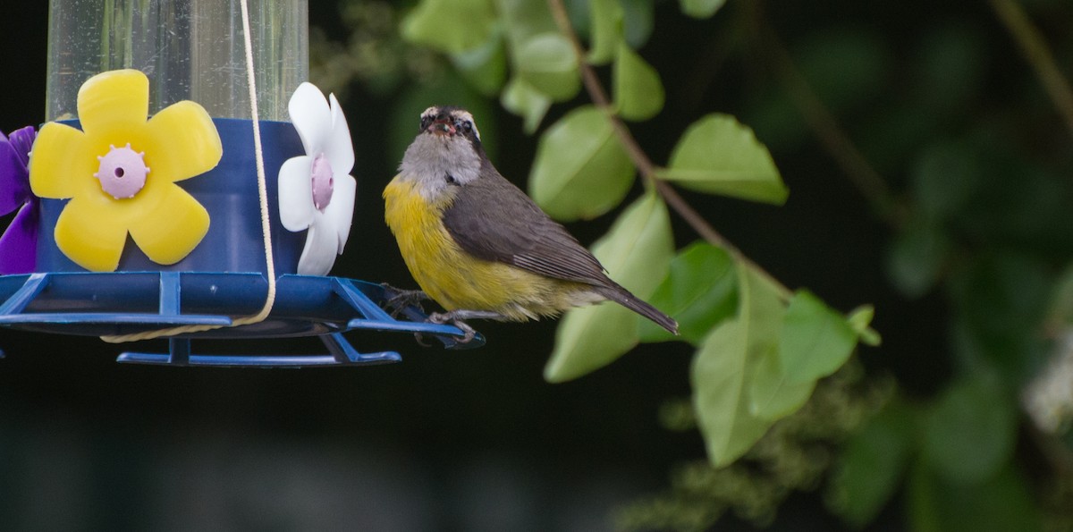 Bananaquit - Thierry Rabau