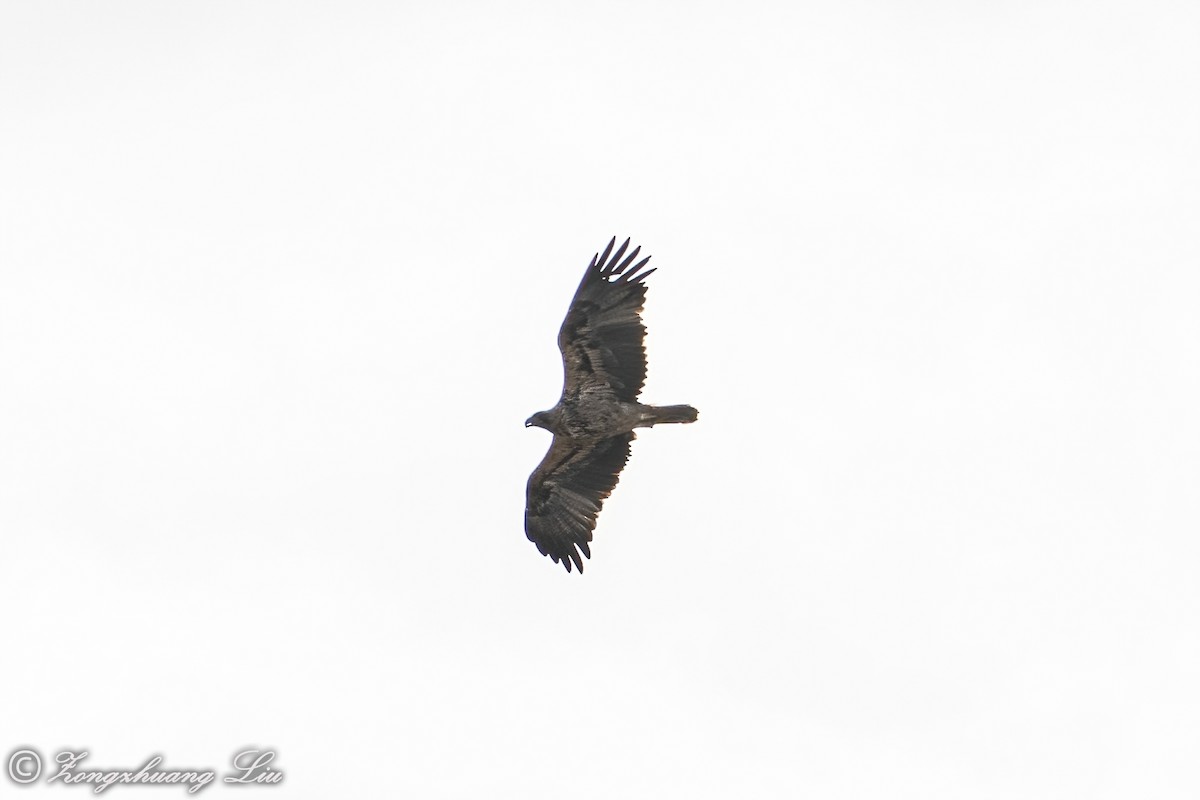 Spanish Eagle - ML496684541