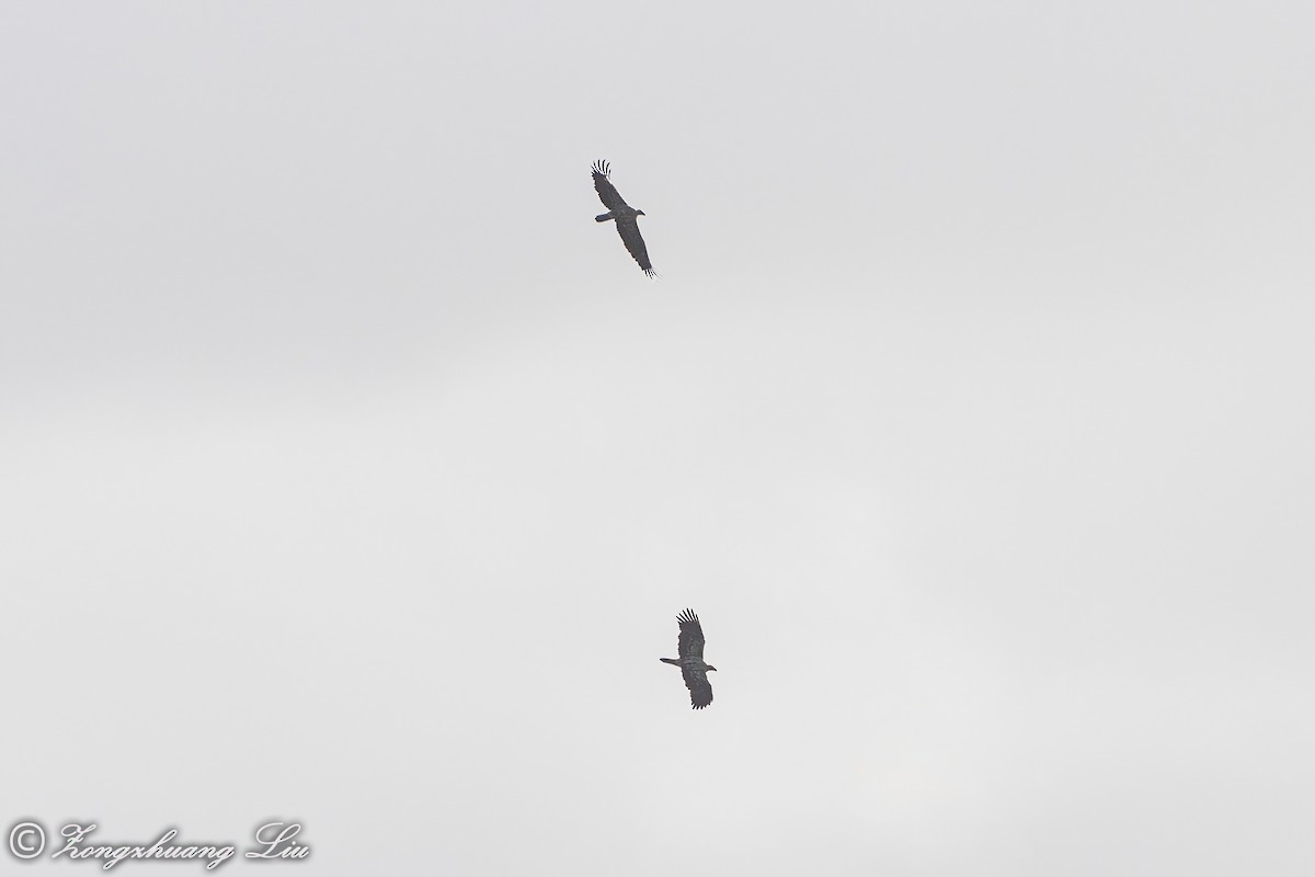 Spanish Eagle - ML496684551