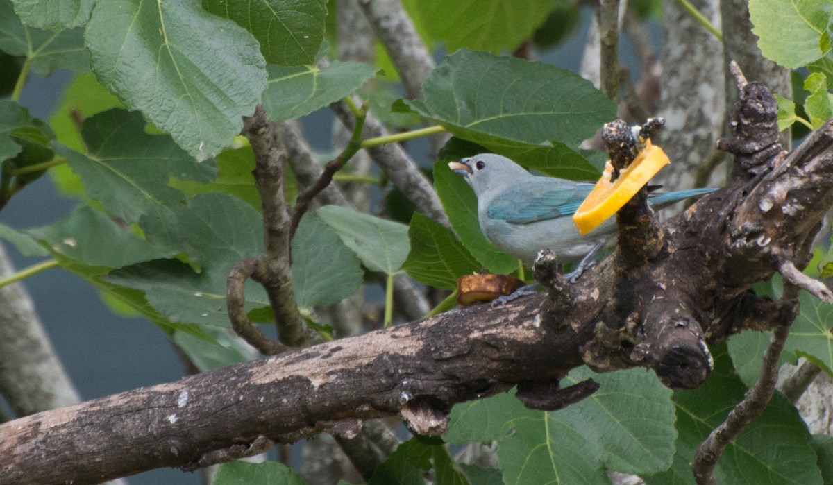 Sayaca Tanager - Thierry Rabau