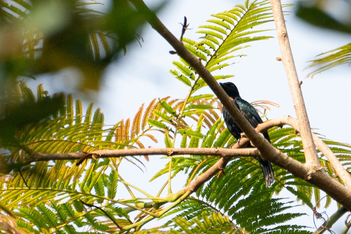 Copper-tailed Starling - ML496684751