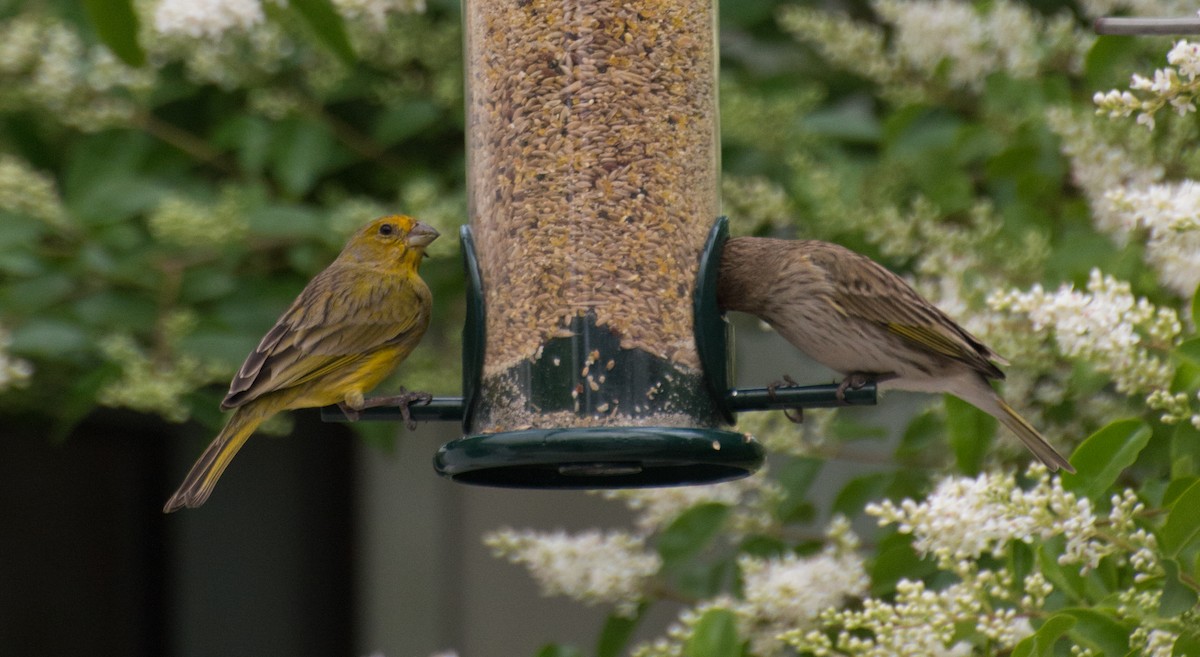 Saffron Finch - ML496684761