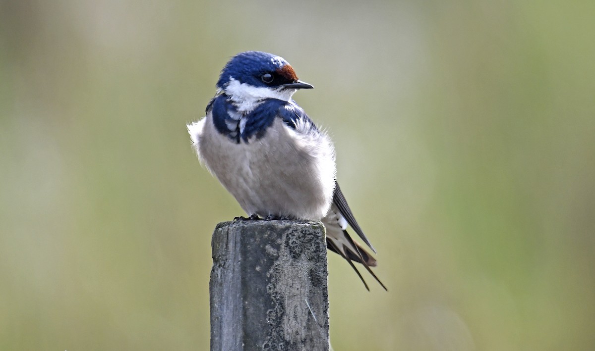 White-throated Swallow - ML496685051