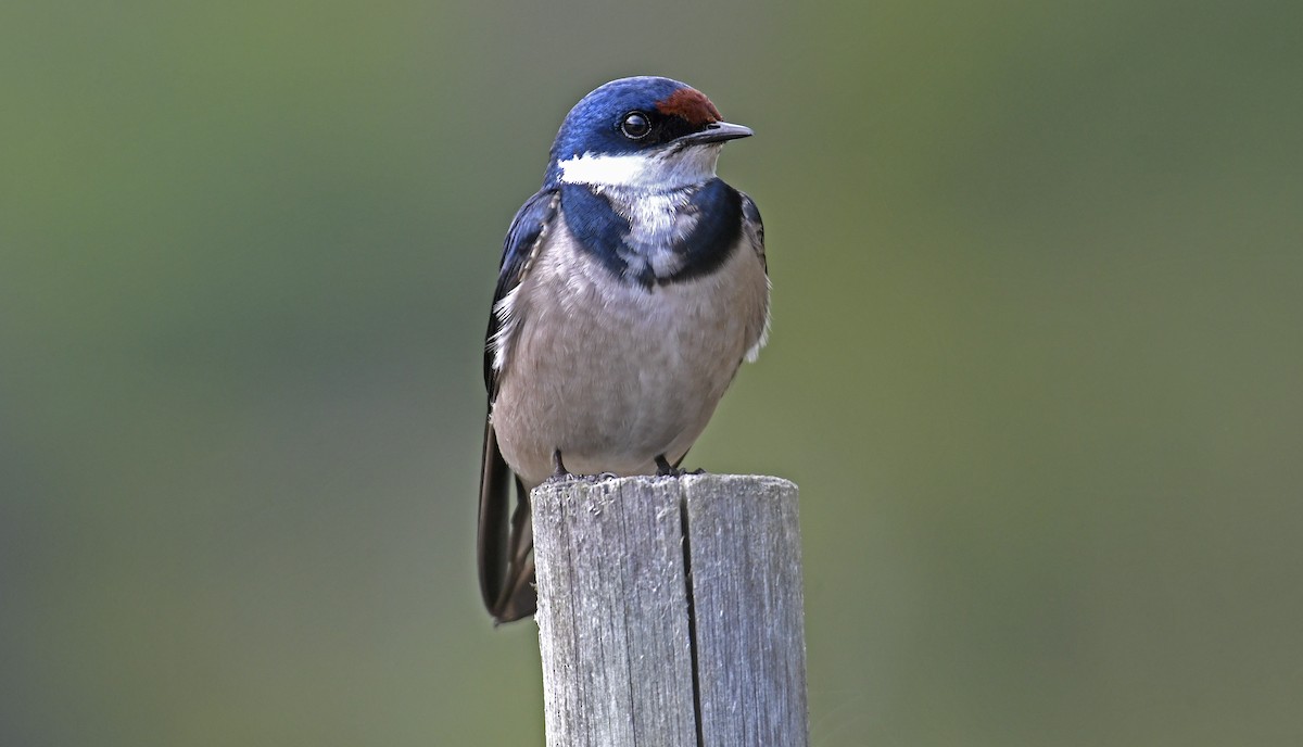 Golondrina Gorjiblanca - ML496685061