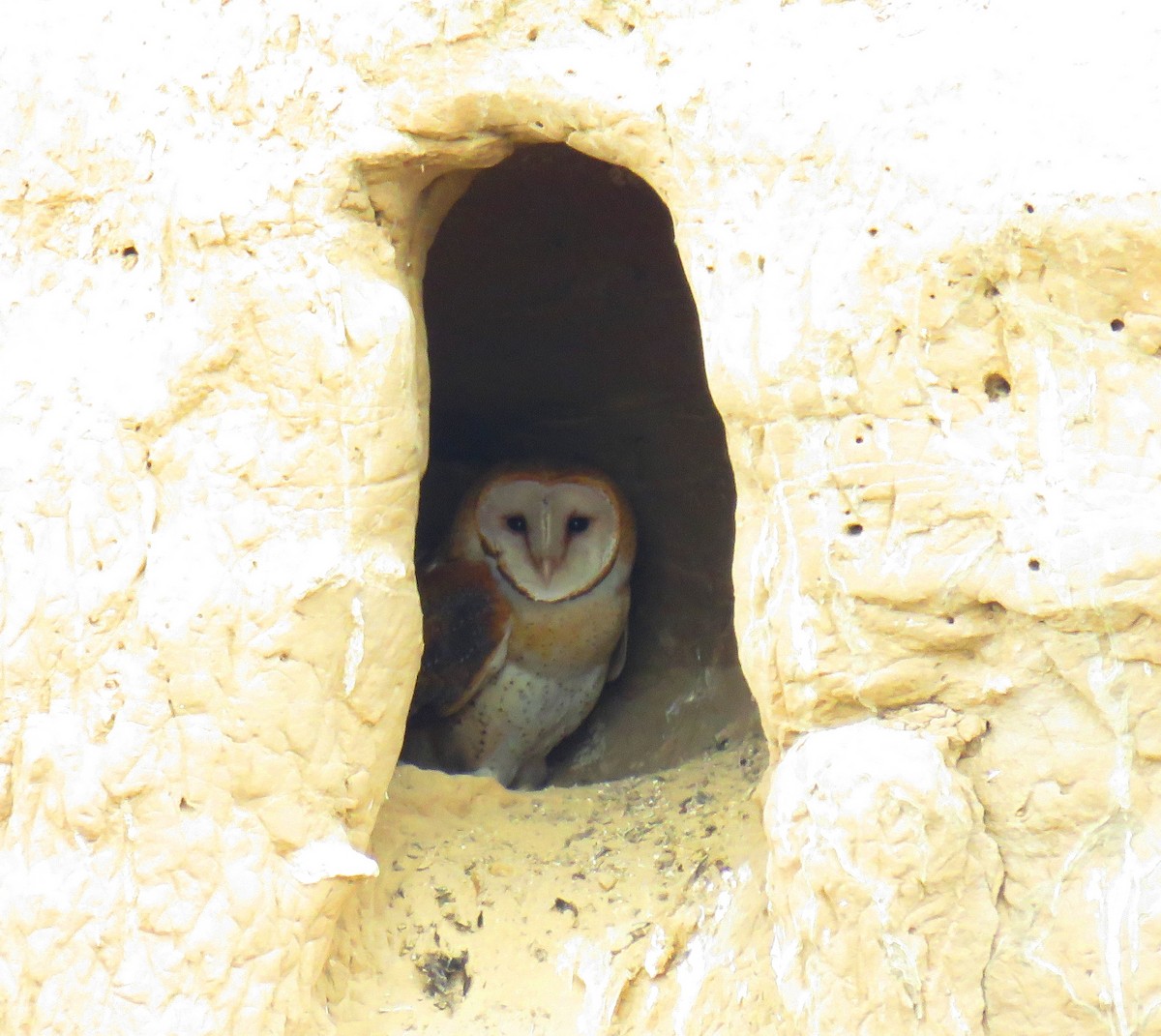 Barn Owl - ML49668531