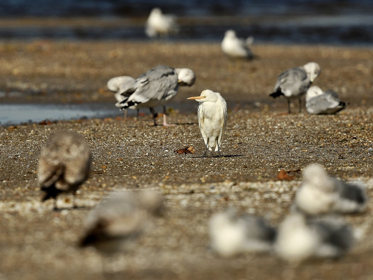 Western Cattle-Egret - Bill Massaro
