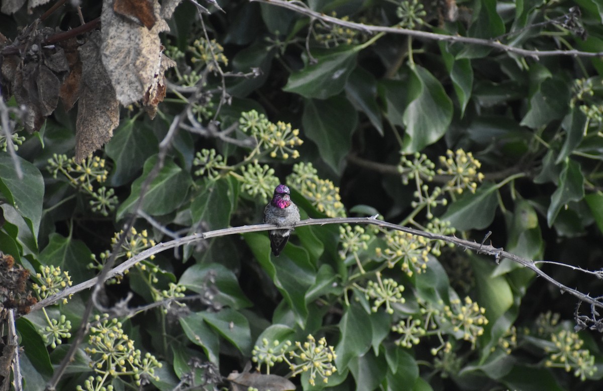 Anna's Hummingbird - ML496686981