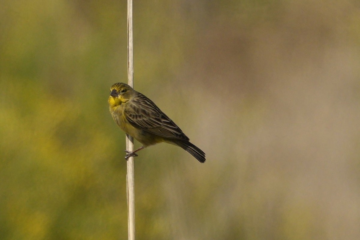 Grassland Yellow-Finch - ML496688411