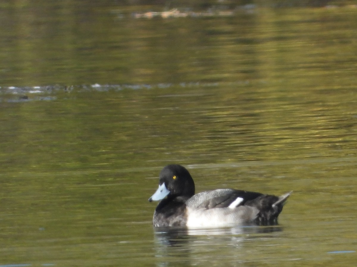Greater Scaup - ML496688791