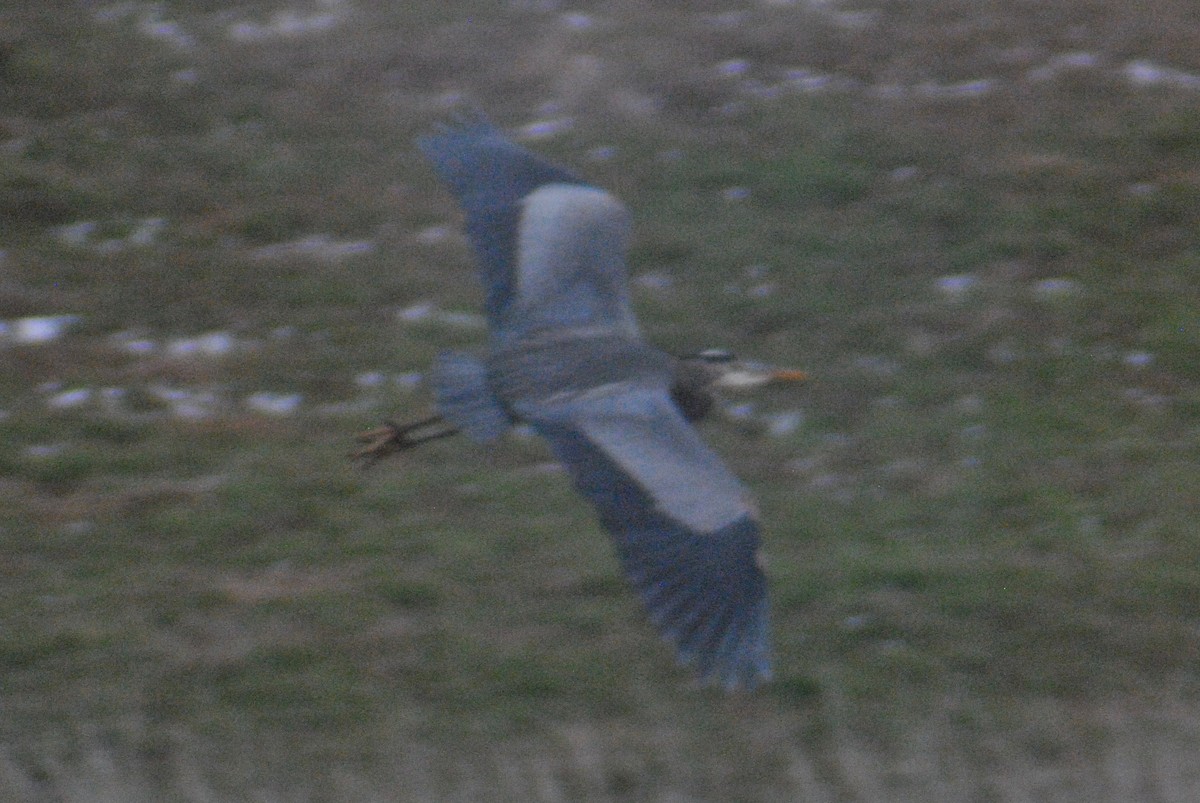 Great Blue Heron (Great Blue) - ML49668911