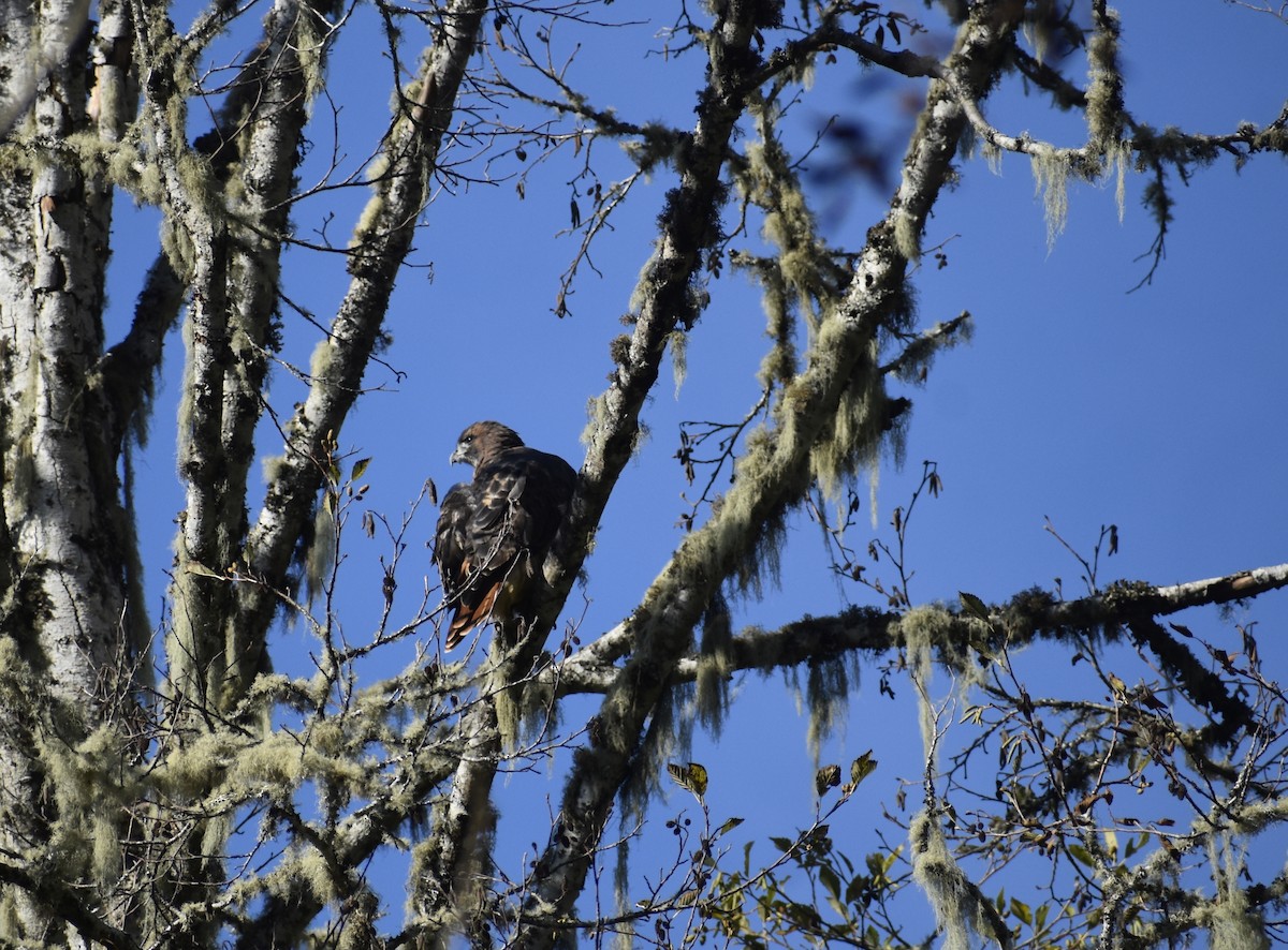 Red-tailed Hawk - ML496689671