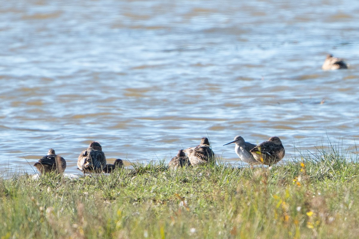 Spotted Redshank - ML496690411