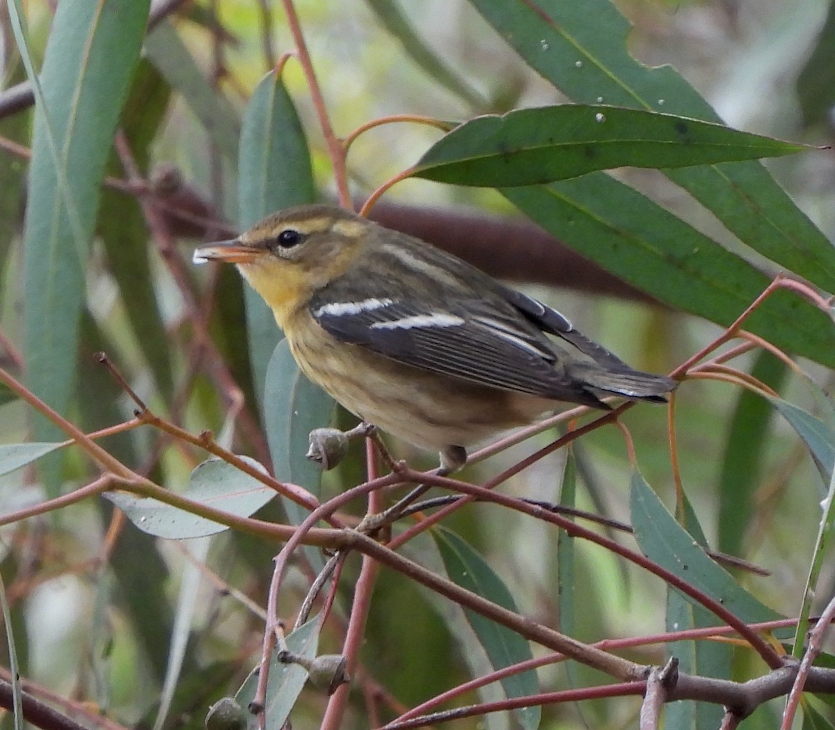 Blackburnian Warbler - Michelle Haglund