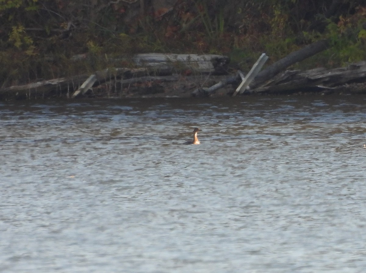 Red-necked Grebe - ML496690601