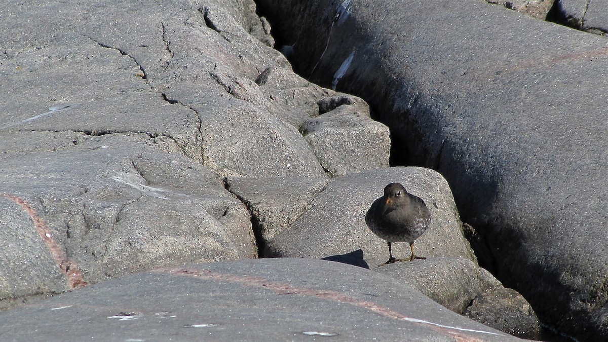 Purple Sandpiper - Erkki Lehtovirta