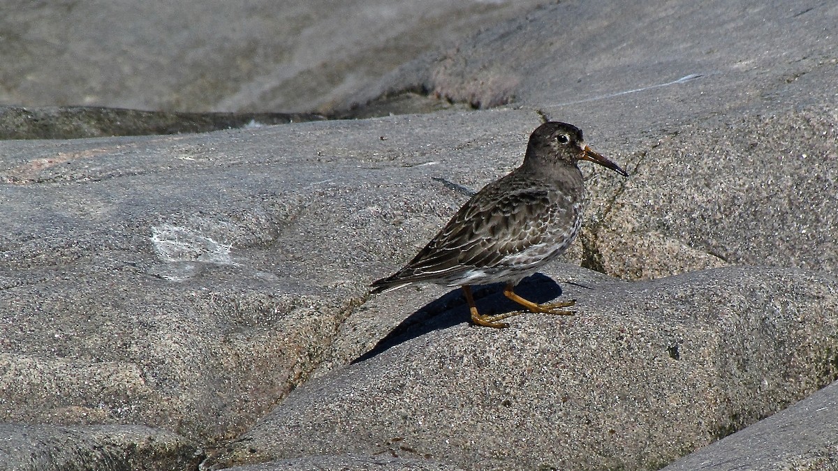 Purple Sandpiper - Erkki Lehtovirta