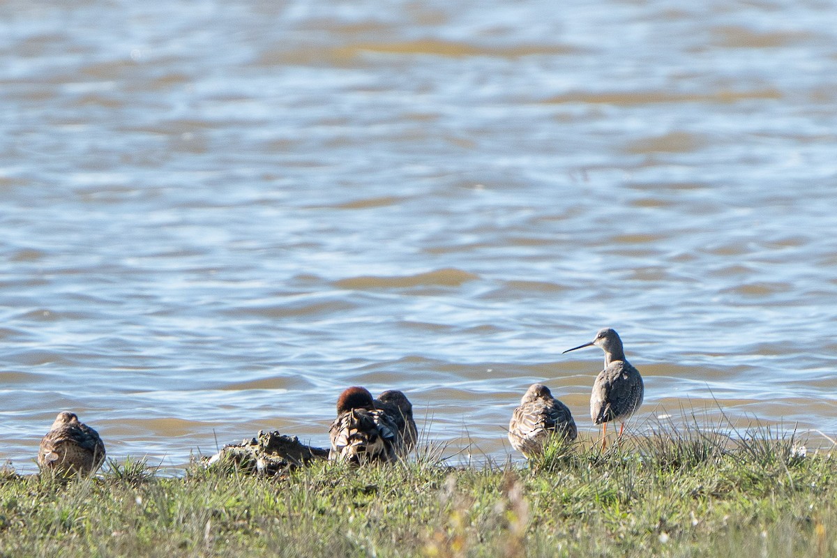 Spotted Redshank - ML496690821