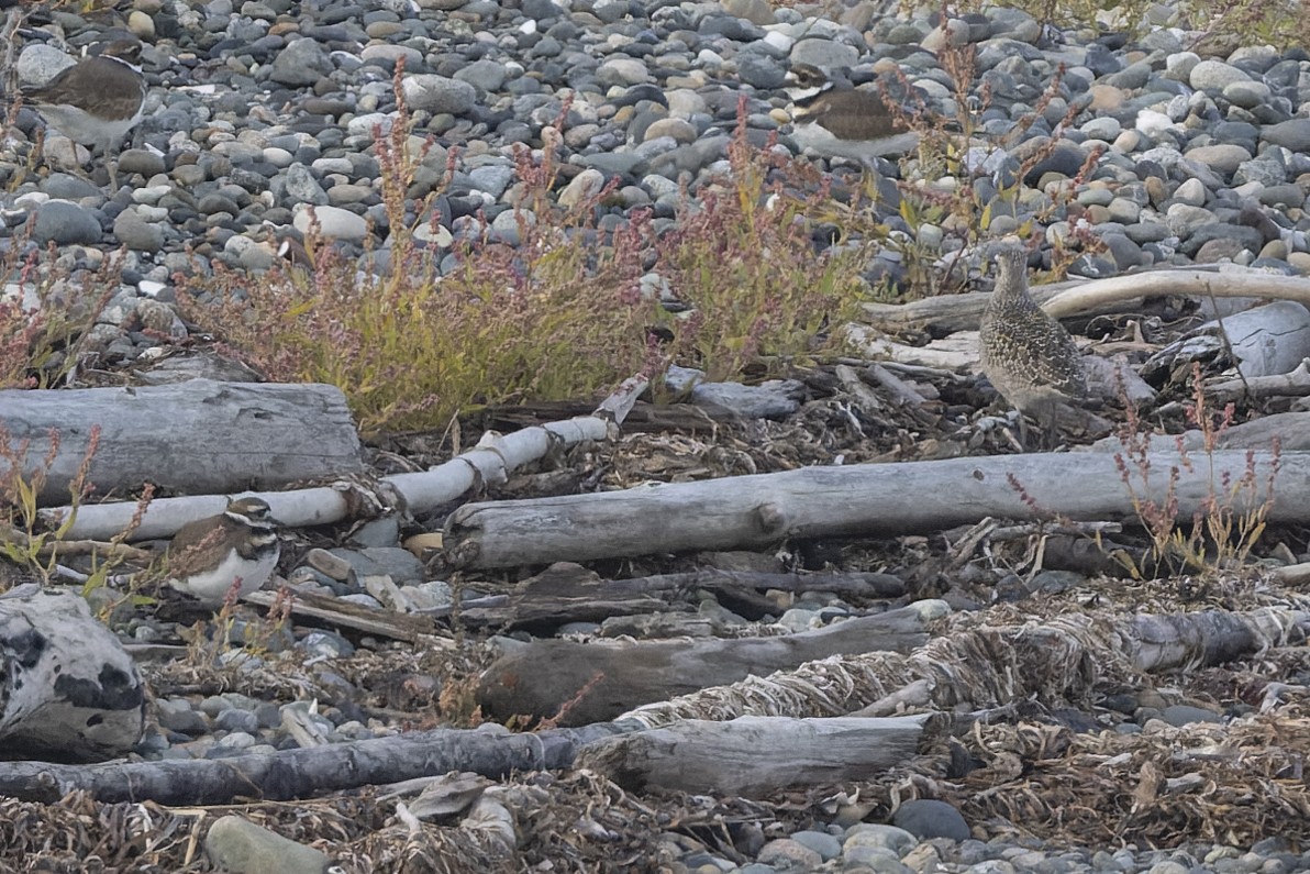 American Golden-Plover - ML496691011