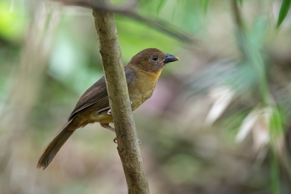 Red-throated Ant-Tanager - Adam Jackson