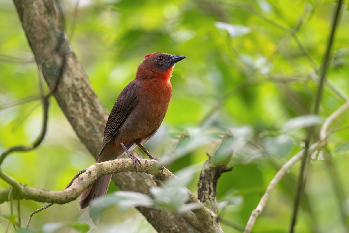 Red-throated Ant-Tanager - Adam Jackson