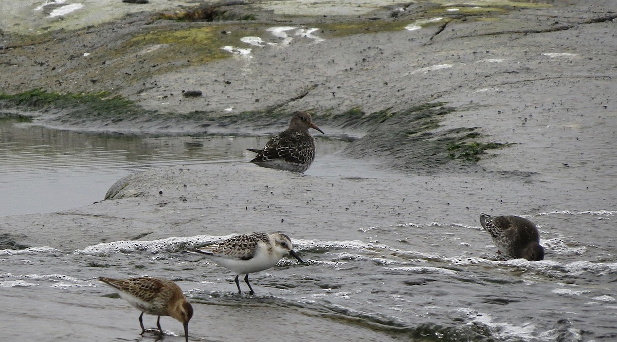 Purple Sandpiper - ML496692731