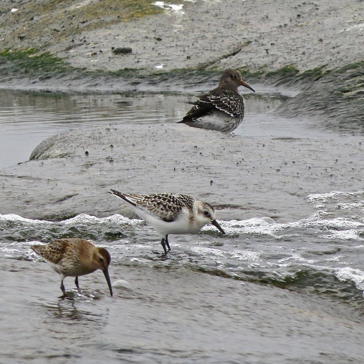 Purple Sandpiper - ML496692741