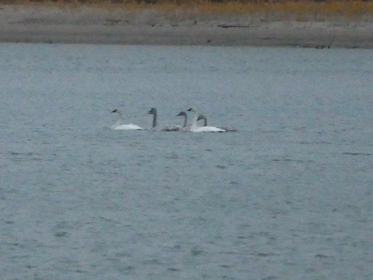 Cygne siffleur - ML496693081