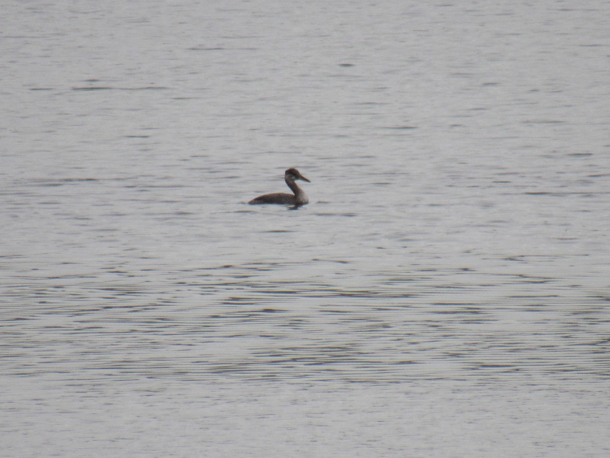 Red-necked Grebe - ML496694591
