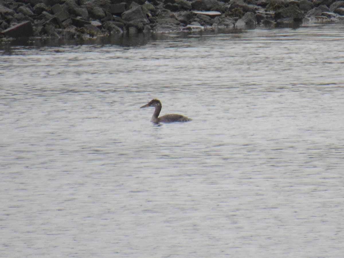 Red-necked Grebe - ML496694621