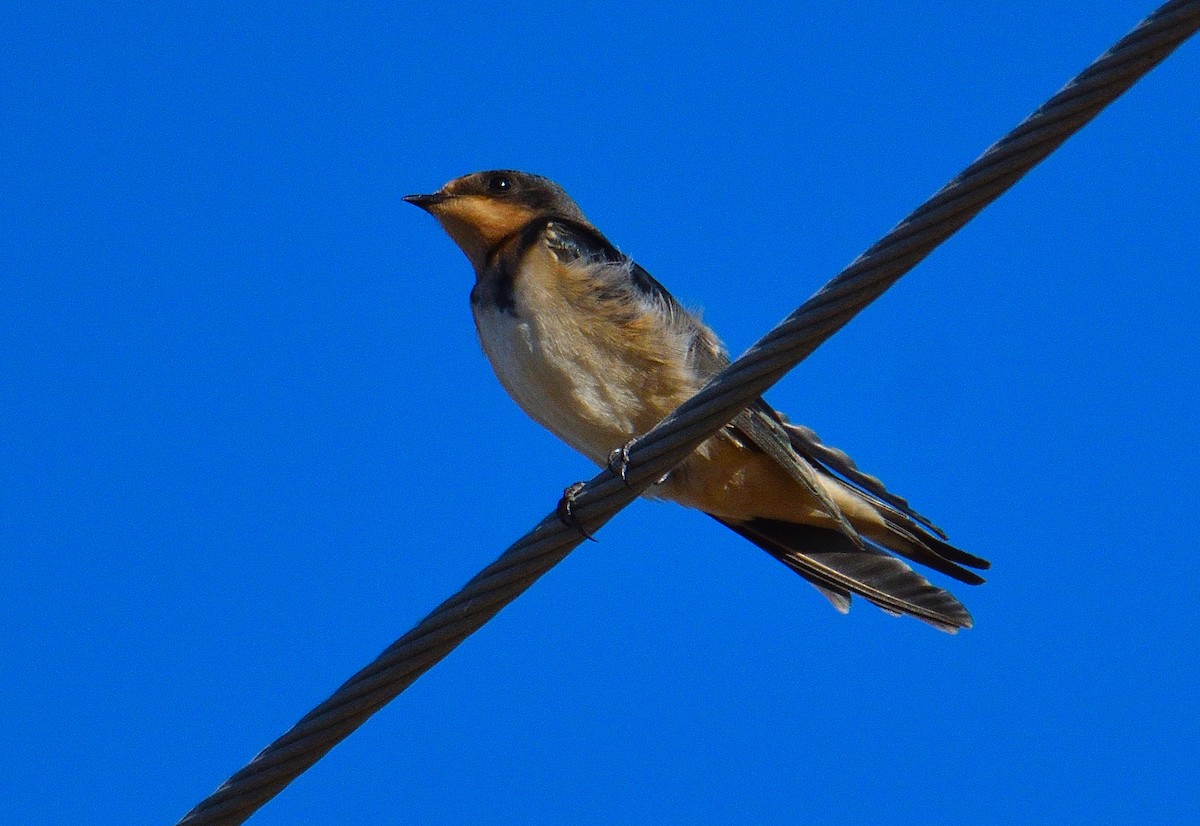 vlaštovka obecná (ssp. erythrogaster) - ML496695491