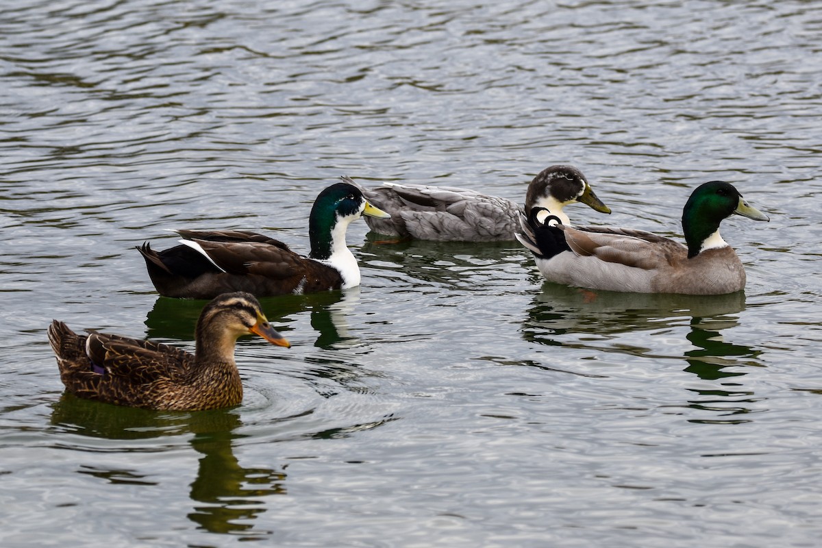 Mallard - ML496695891