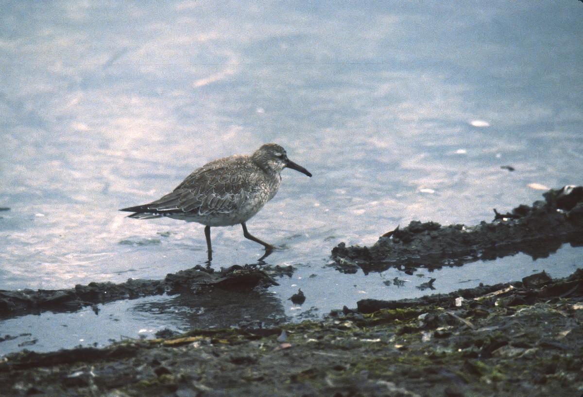 Red Knot - ML49669611