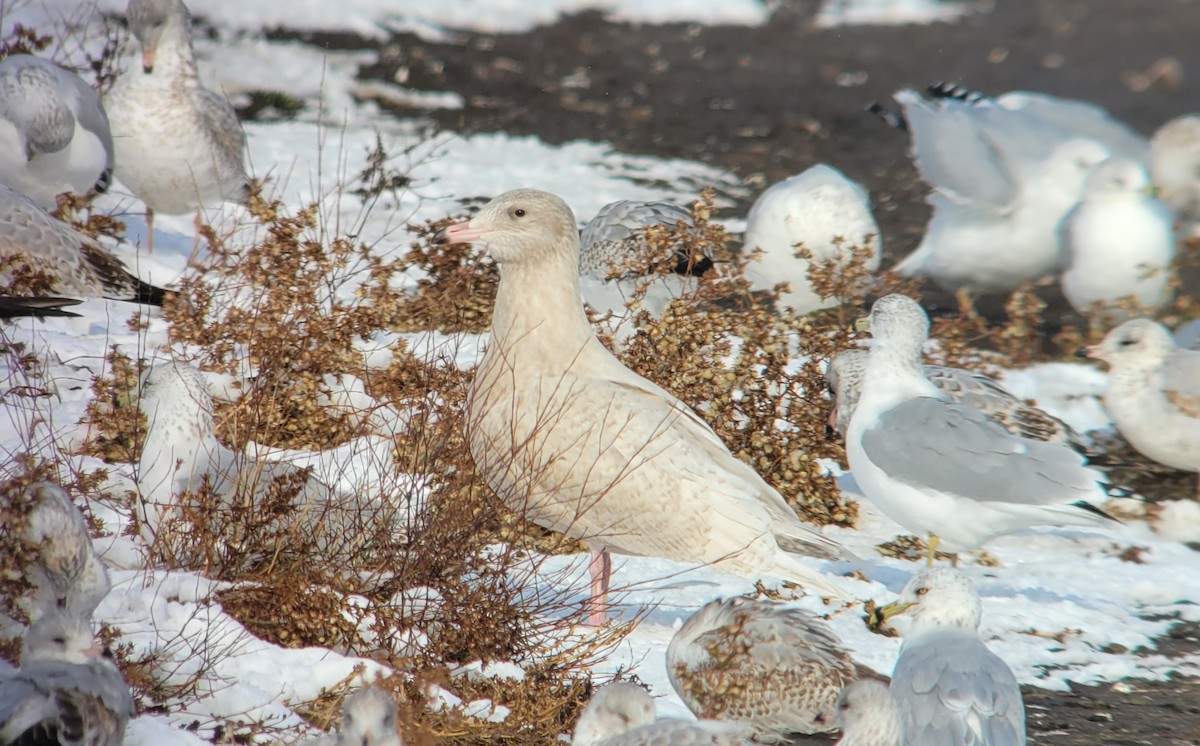 Glaucous Gull - Kent Russell