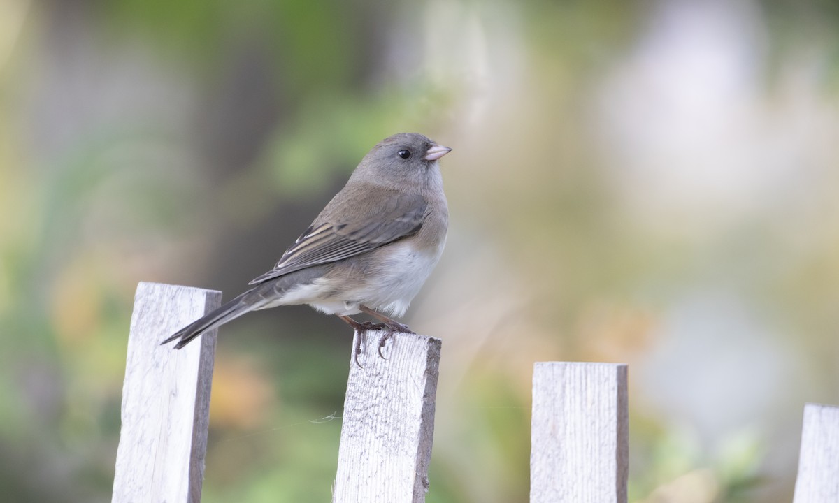 Junco ardoisé (hyemalis/carolinensis) - ML496697461