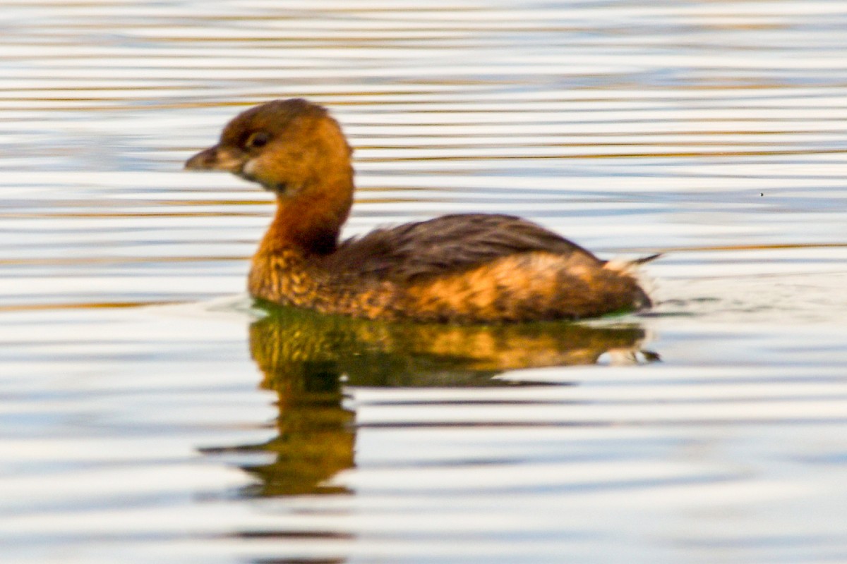 Pied-billed Grebe - ML496697761