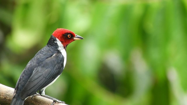 Red-capped Cardinal - ML496697791