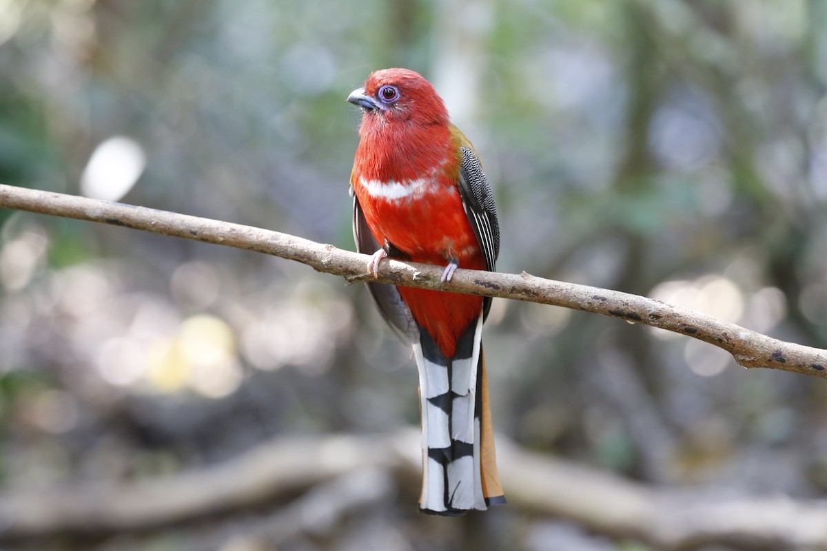 trogon rudohlavý - ML49669841