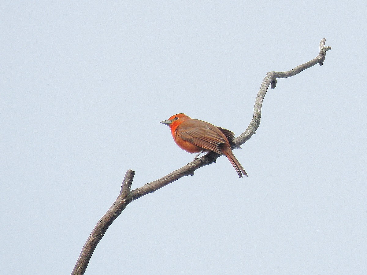 Hepatic Tanager - ML496698611