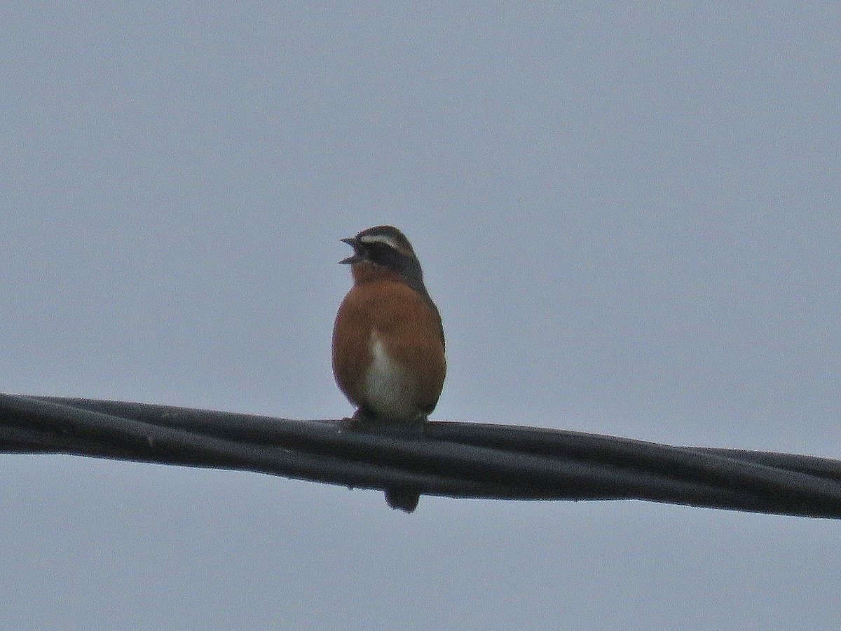 Black-and-rufous Warbling Finch - ML496698841