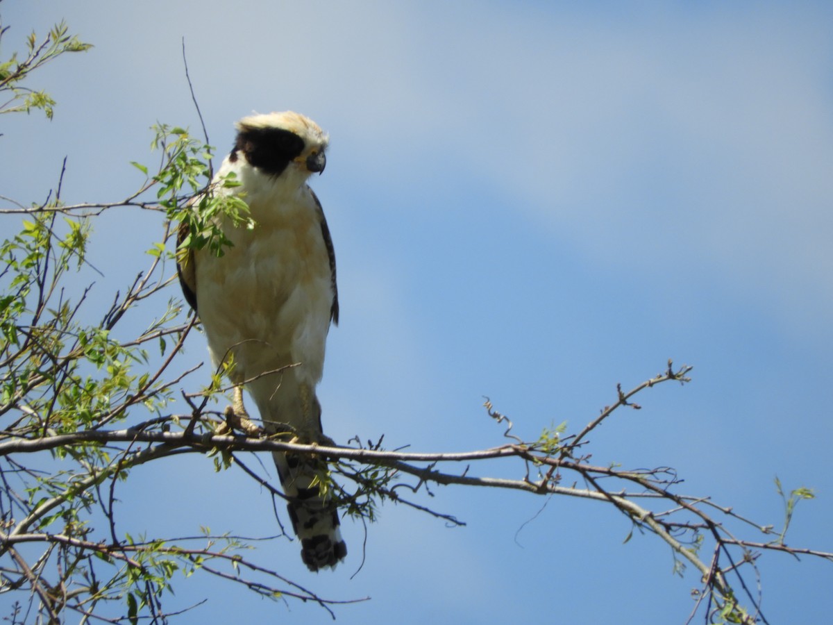 Laughing Falcon - ML496698911