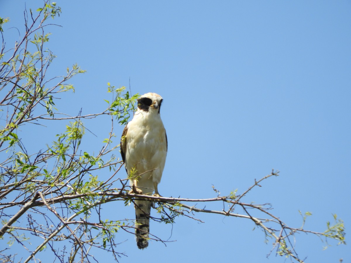 Laughing Falcon - ML496698931