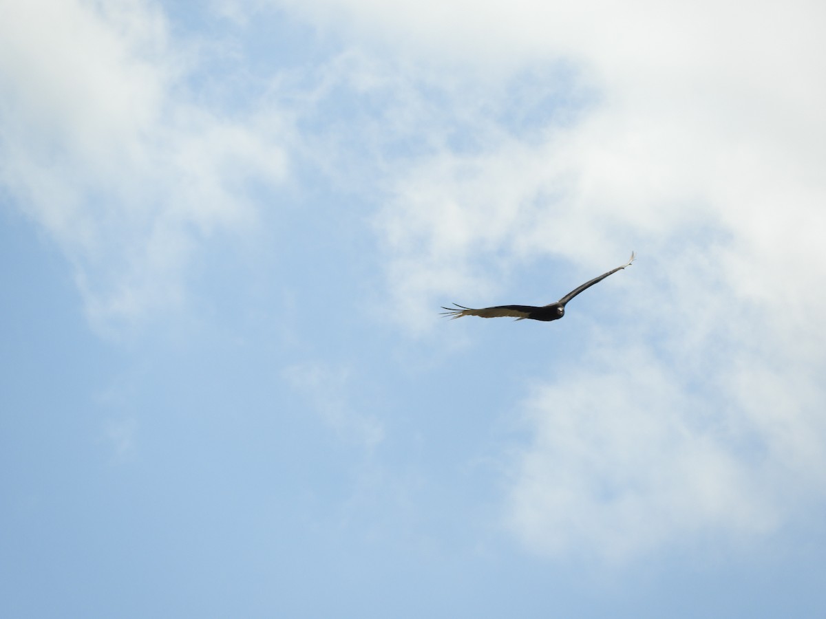 Lesser Yellow-headed Vulture - ML496699101