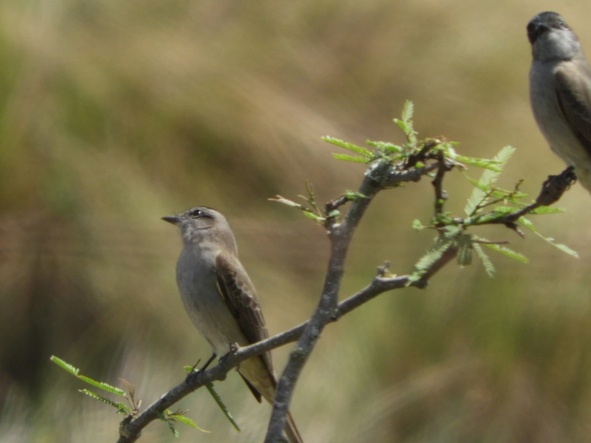 Crowned Slaty Flycatcher - ML496699631